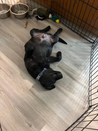 Macho labrador negro63787743468035122