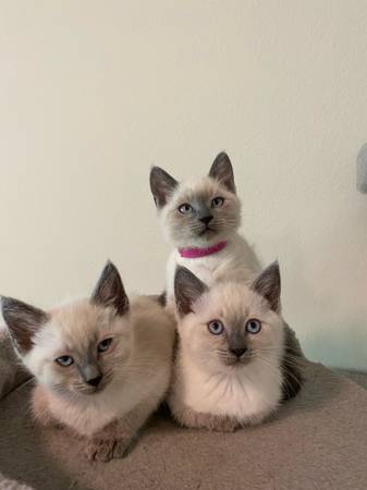 Kittens siame (Lake Stevens)63688899024259120