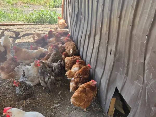 Red sex link hen 1