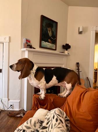 Basset Hound dulce y cariñoso necesita hogar para siempre (Baltimore)63669519406337123