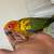 Red front Amazon parrot 4 thumbnail