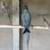 Indian Ringnecks 1 thumbnail