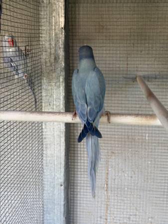 Indian Ringnecks 1