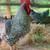 Hatching Eggs 11 thumbnail