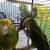 Baby Amazon yellow heads 6 thumbnail