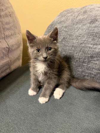 2 Sweet Male Kittens need loving home(s) (brentwood / oakley)