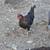 Chickens 2 thumbnail