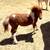 Mini horse 1 thumbnail