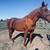 AQHA Mare 1 thumbnail