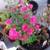 home depot flower sale 7 thumbnail