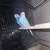 Pair parakeets 6 months 1 thumbnail