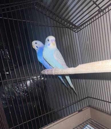 Pair parakeets 6 months 1