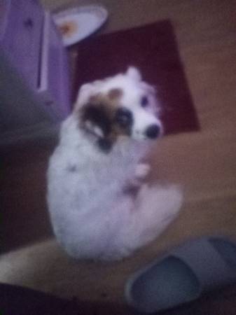 Giving my kind beautiful Chihuahua away 1