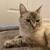 Beatuiful ragdoll kitten 6 thumbnail