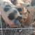 Pasture Pigs 5 thumbnail