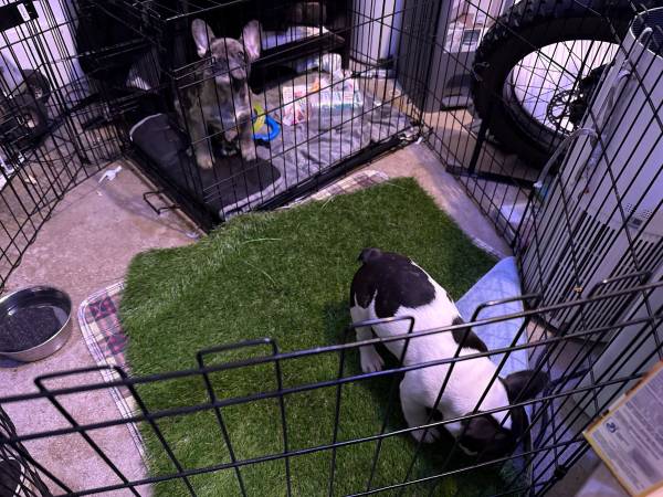 Reubicación de bulldogs franceses ahora (Los Ángeles)63893601478786121