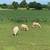 Shetland cross sheep 7 thumbnail