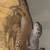 Leopard geckos 3 thumbnail