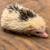Healthy Baby Hedghogs 7 thumbnail