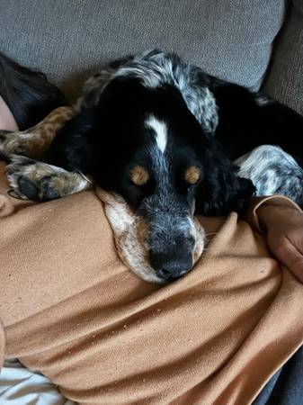 MISSING!! Female Cocker spaniel63919660969219121