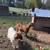 Boer goats 5 thumbnail