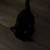 free cat 2 thumbnail