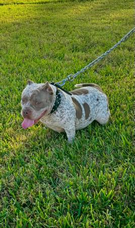 American Bully’s for rehoming (Palm beach County)63936142186499120