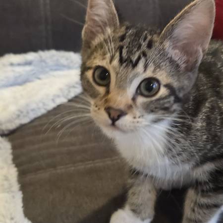 FREE KITTENS 3 NEED NEW HOMES (Centralia)63911603427587124