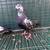 High Flying Tippler Pigeons 15 thumbnail