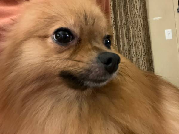 POMERANIAN DESAPARECIDO (Memphis, Stateline Rd y Riverdale)63416390876033122