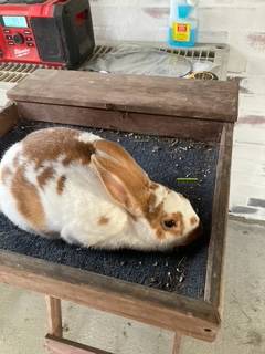 7 wk old New Zealand Rabbit 1