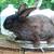 Rabbit 10 thumbnail