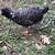 Polish chicken 1 thumbnail