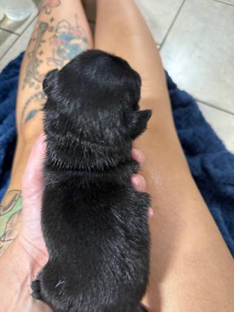 Cachorros de raza pug (Titusville)63867089709569124