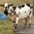 ADGA Yearling Nigerian Buck 1 thumbnail