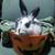 Rex Mix Bunnies 6 thumbnail