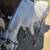 Horse gelding 3 thumbnail