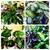 So Many Pretty Plants, starting at $5 3 thumbnail