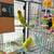 4 Young Parakeets w/ Ultra Nice, Large Flight Cage 1 thumbnail
