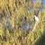 September/October Special steps from beach. Ocean, marsh, inlet views. 20 thumbnail