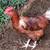 Rhode island red x easter egger rooster 1 thumbnail