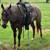 Horse Training/Breaking 5 thumbnail