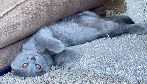 gatitos Scottish Fold Kent WA (Kent)63697490545667120