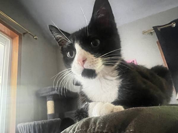 homing 4 month old stray kitten (Moses lake)63656878646529121