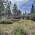 TWO Nice Adjoining Lots in Nature! 1.86 acres... Own Your Forest! 6 thumbnail
