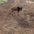 Fainting , boer  goats 12 thumbnail