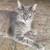 LOST CAT - Gray Tabby with Cream Belly 1 thumbnail