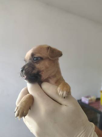 Frenchies (Lancaster)63829609476353121