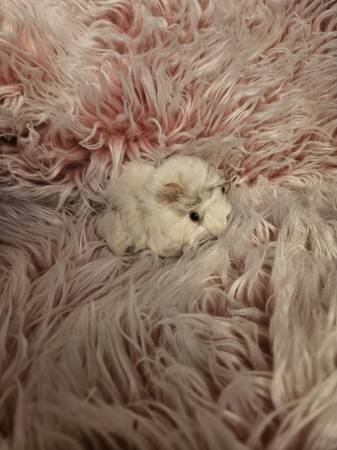 Long-haired baby guinea pigs very tame (Visalia CA)63873028201219124