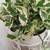 Colorful plants in cermic planters 1 thumbnail